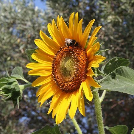 Sunflower Split Buitenkant foto