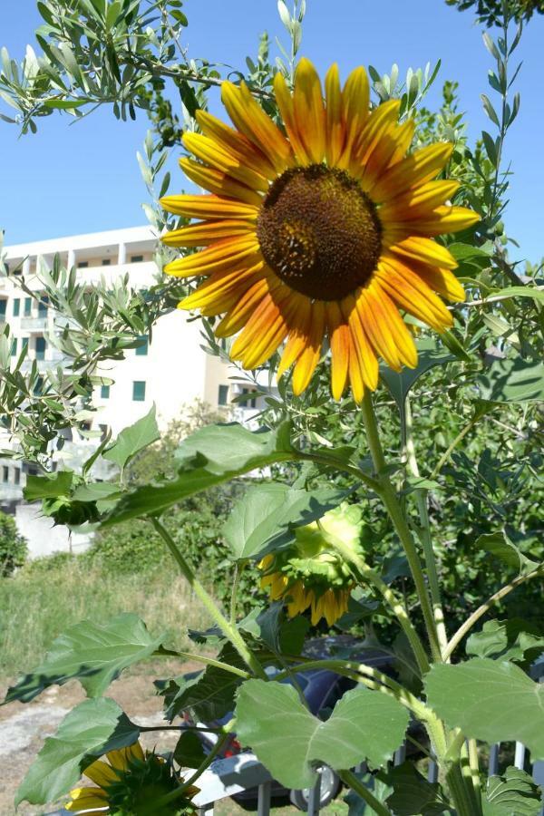 Sunflower Split Buitenkant foto